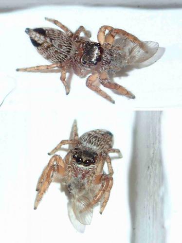 Evarcha sp.